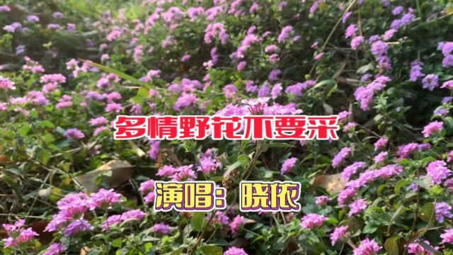 晓依演唱的歌曲《多情野花不要采》,请欣赏