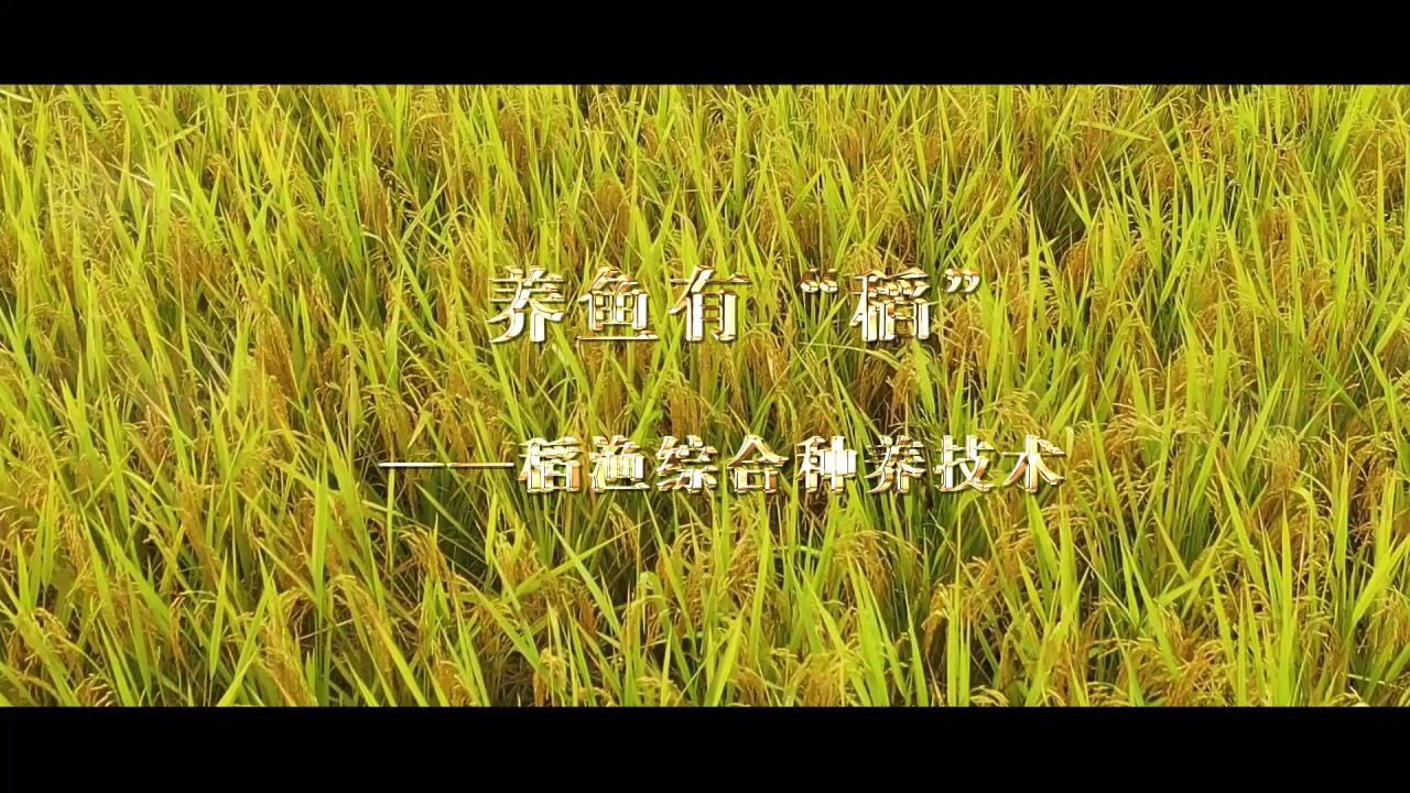养鱼有“稻”——稻渔综合种养技术_高清