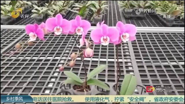 一株卖出10万元!这个蝴蝶兰品种有何奇特之处?来瞧瞧