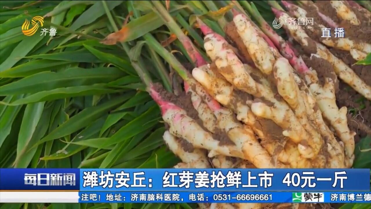 效益翻倍!安丘红芽姜抢鲜上市,一斤能卖到40元,畅销全国各地