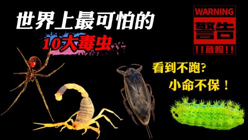 世界上最可怕的10种毒虫，有的就在我们身边，见到一定要赶紧逃跑！