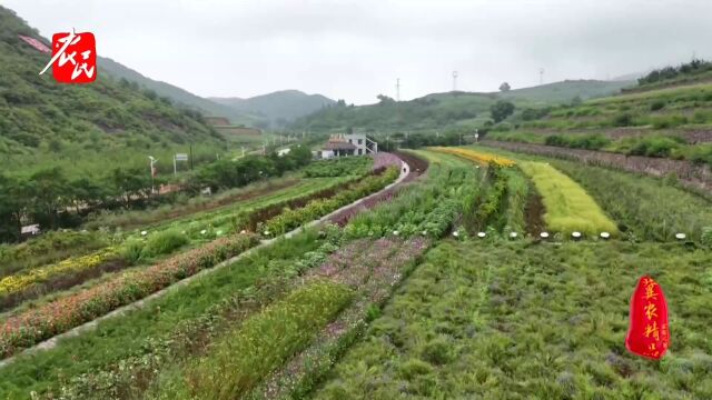 承德:中药谷道地药材产地——黄芩