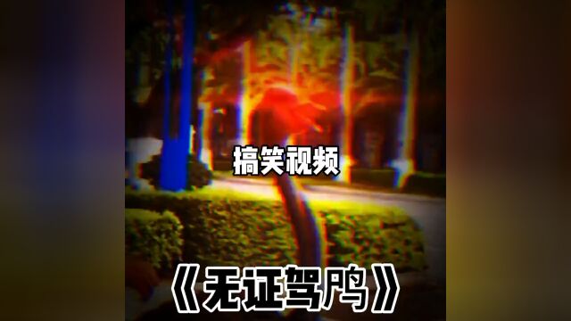 交警也拿它没办法