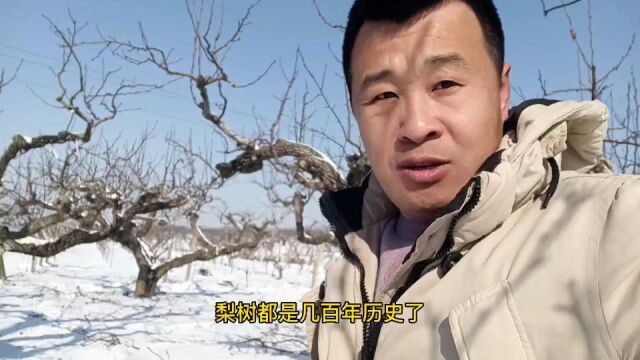 雪后几百年历史的正宗莱阳梨园,熬制莱阳梨膏