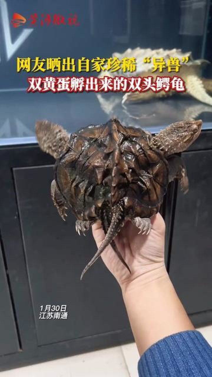 1月30日,江苏南通.网友晒出自家珍稀"异兽",双黄蛋孵出的双头鳄龟.