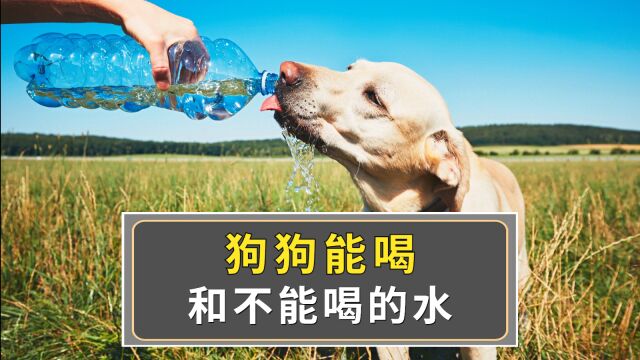 狗狗不能喝什么水,你知道吗