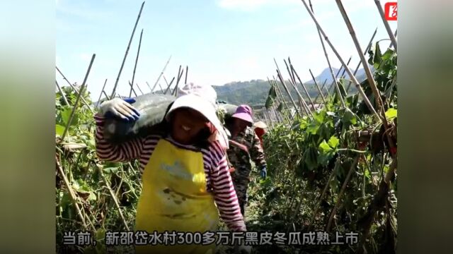 新邵岱水村300多万斤黑皮冬瓜成熟上市