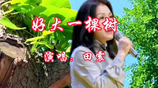 田震演唱的《好大一棵树》深情感人,寓意深刻,好大一棵树,你的胸怀在蓝天,深情藏沃土.