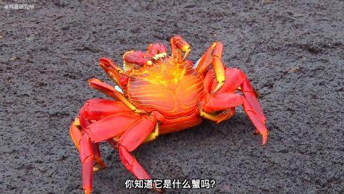 你见过由龙虾进化变成的螃蟹吗？十种奇怪又好看的螃蟹大盘点