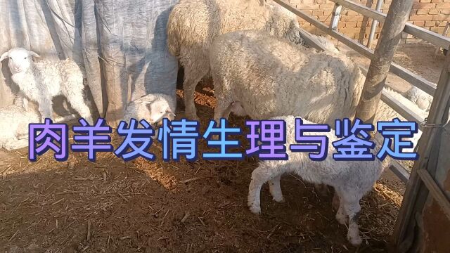 肉羊发情生理与鉴定