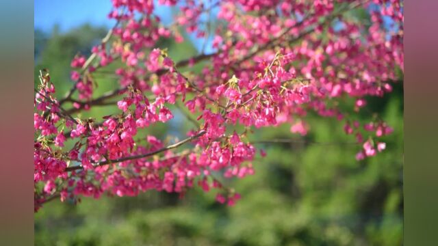 茶山春来早 樱花夹道红