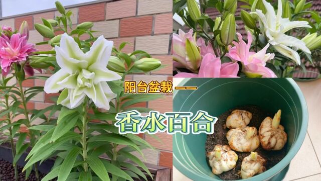 和自种999种植物合照第6天,种一盆心心念念的香水百合,满心期待