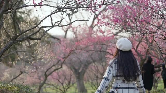 春天总要来一趟南京吧!第一波梅花已开放~#春到梅花山 #早春踏歌行 #周末溜娃好去处 #南京春季赏花地图 #梅开盛世魅力南京