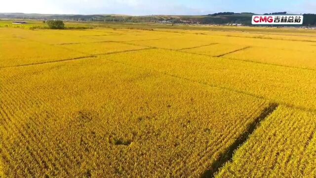 稻花香里说丰年丨吉林省再迎大丰收!粮食总产量预计850亿斤左右!