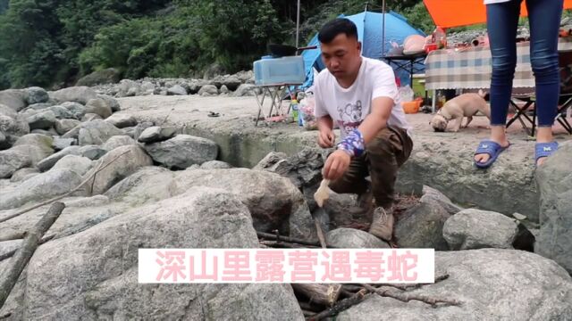 大山里露营,营地出现毒蛇“白头蝰”顿时都慌了#户外生活 #旅行VLog #自驾游 #毒蛇 #游山玩水