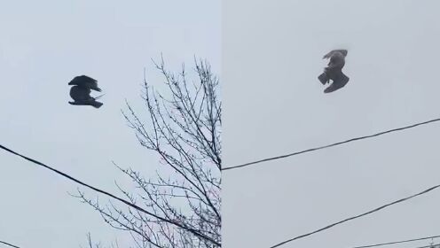 时间冻结？男子出门发现死鸟悬浮在半空中，镜头推近一看毛骨悚然