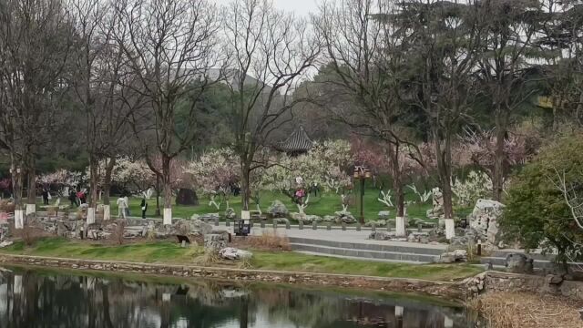 小梅岭上梅花开,游人赏梅欢