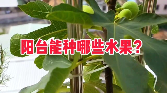 家庭阳台上适合种哪些水果?这三种水果,也可以种植