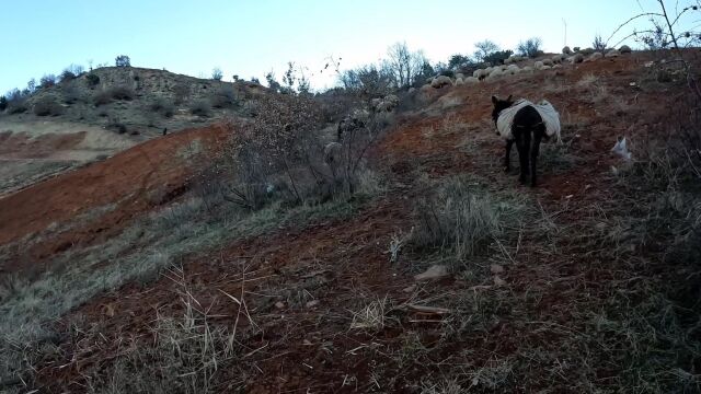 狼域里游牧:牧羊犬步步为营的守护,有效化解多匹野狼的频频偷袭