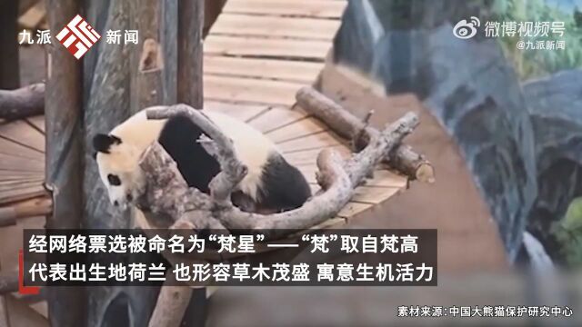 旅荷大熊猫幼崽“梵星”今日返程回国