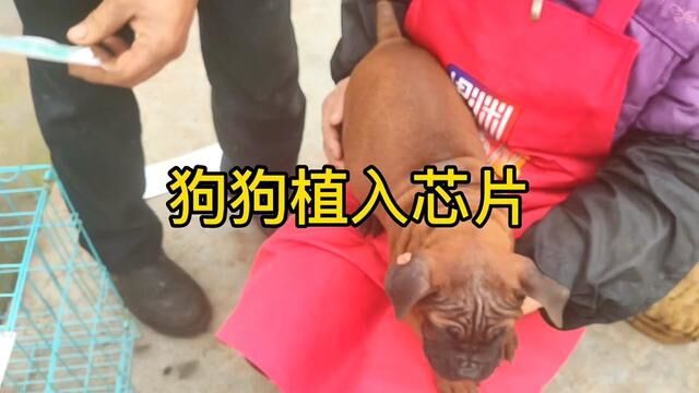 川东猎犬芯片植入,从此你就是一只有身份的狗狗了#狗狗 #中华田园犬 #自繁自养 #农村生活 #重庆川东猎犬繁育总部