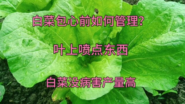 白菜怎样才能长的好?包心前叶上喷点东西,白菜没病害产量高