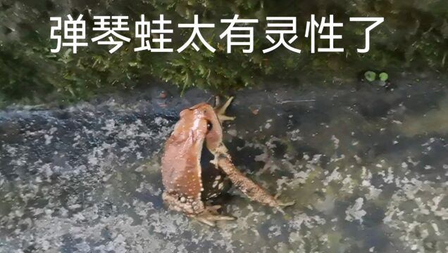 弹琴蛙太聪明太可爱