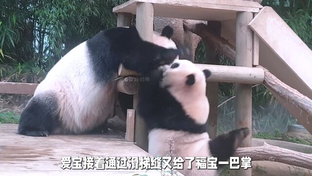 爱宝给福宝上实战课