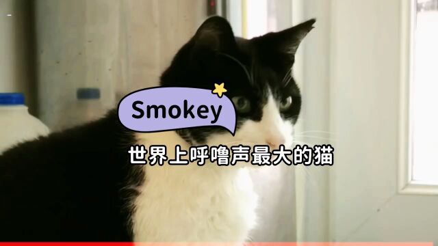 世界上呼噜声最大的猫,Smokey