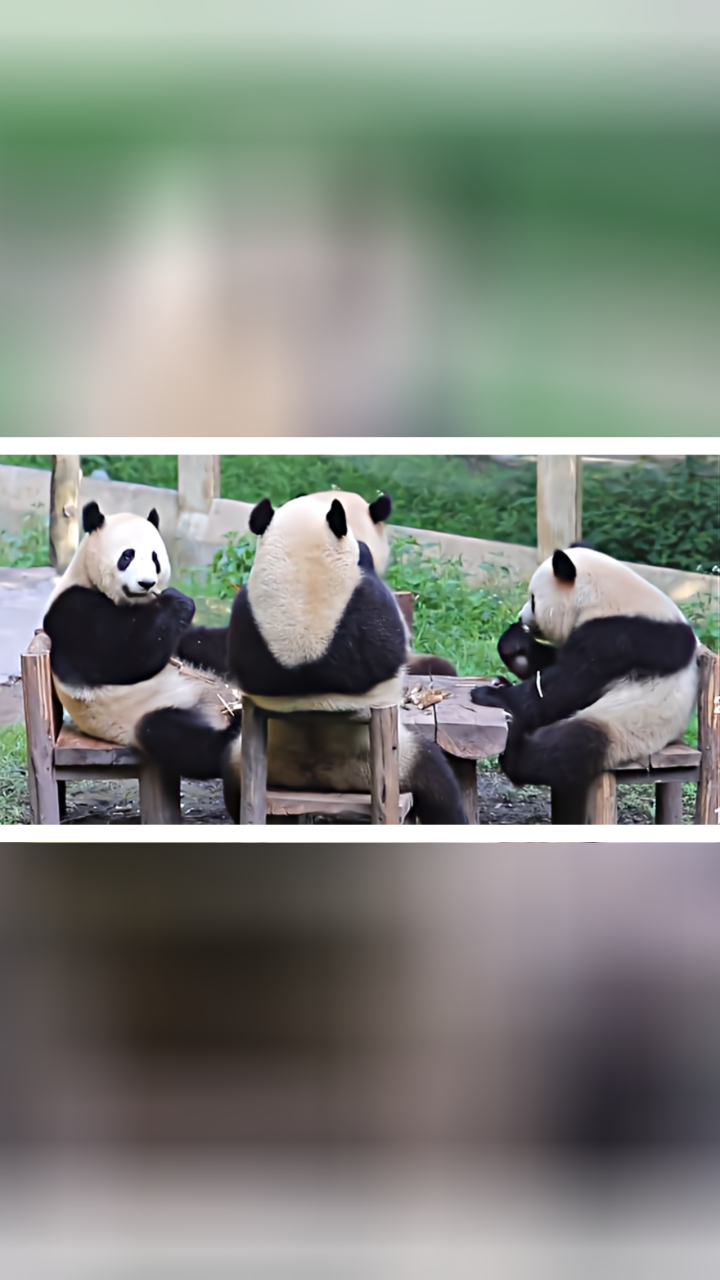 四只大熊猫凑一桌像在打麻将,网友:深得川渝人民的真传
