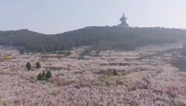 商丘市永城芒砀山的杏花开了