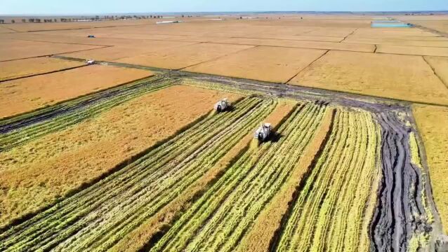 北大荒集团:端稳中国饭碗 建设商品粮保供“大基地”