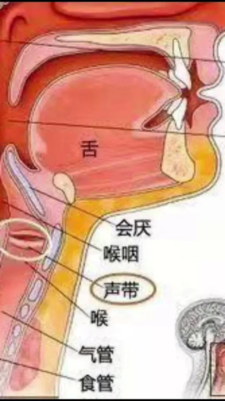 创作灵感 想要唱歌好听,先练声带闭合#零基础学唱歌 #声乐教学 #声 