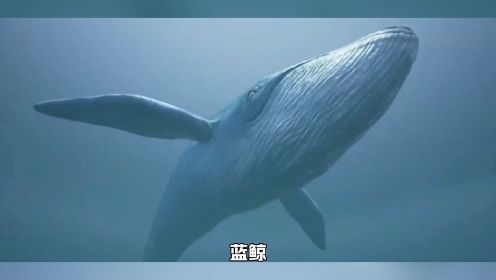 海洋霸主-蓝鲸