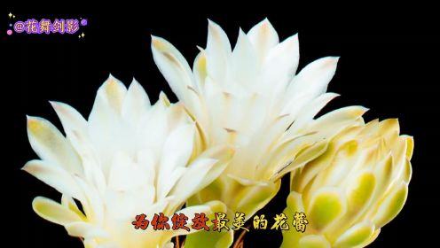 艾歌真正原唱《做你的雪莲》歌声甜美悠扬，旋律优美动听