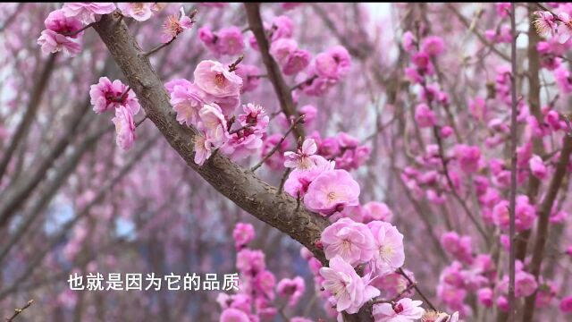 这么近 那么美 周末到河北丨衡水安平:河北省第八届梅花鉴赏节在北梅基地举行