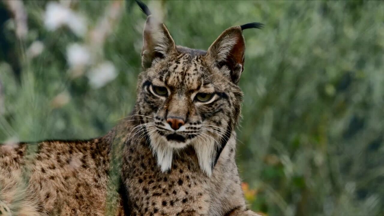 神出鬼没的伊比利亚猞猁,濒危大猫处境堪忧!