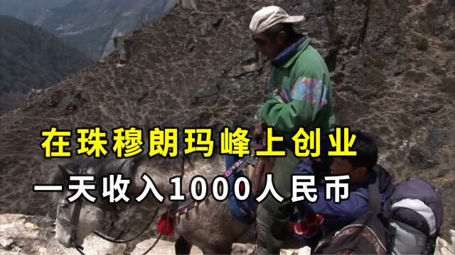 为了在珠穆朗玛峰上创业,夏尔巴人把马运到4000米大山充当搬运工