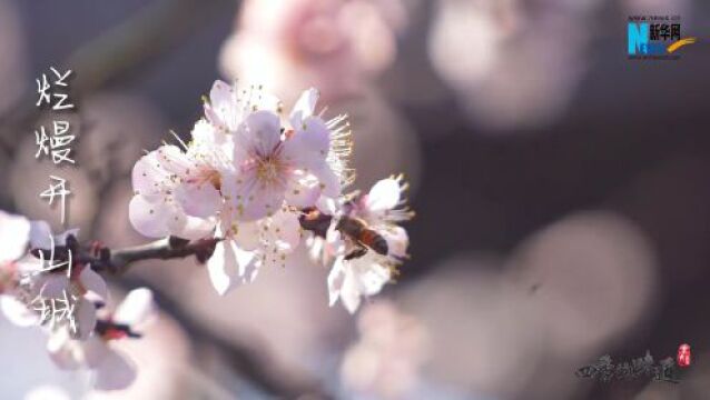 【四季的味道】芬芳杏花村 满园春色浓