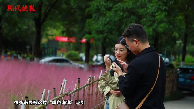 徐州这片“粉色海洋”火了