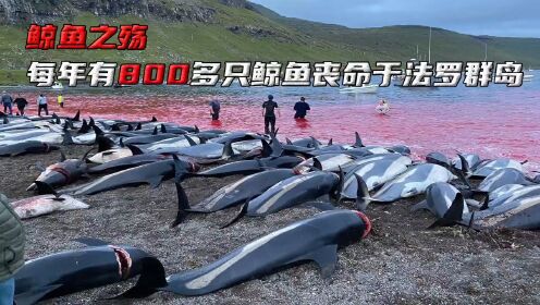 每年有800多只鲸鱼和1400多只白边海豚在法罗群岛遭到人类捕杀！  #保护动物 #动物科普  #知
