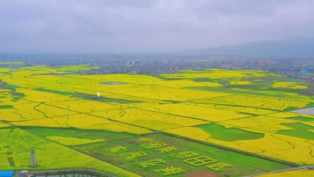 来年再见,美丽田园,龙凤花海,美不胜收#有一种春天叫油菜花开 #感受大自然的气息和美景 #奔向开满油菜花的春天