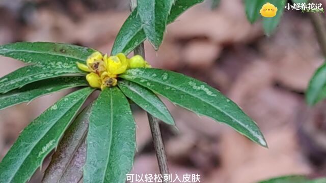 山上遇到的小野花,堪称植物界的刺猬