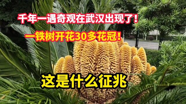 千年一遇奇观在武汉出现了!!一铁树开花30多花冠!这是什么预兆