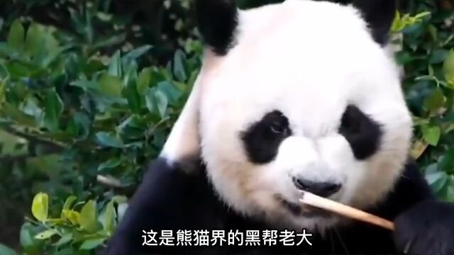 黑帮老大乐水,竟然是当年的脱裤熊缘小,这段黑历史太搞笑