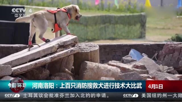 河南洛阳:上百只消防搜救犬进行技术大比武