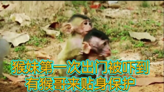 猴妹第一次出门被吓到,猴哥走一步跟一步,保护着猴妹妹