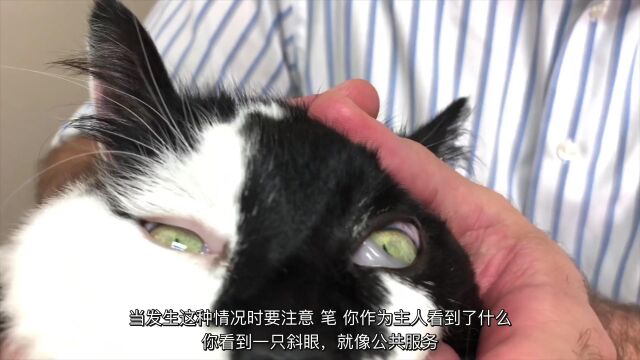 猫的眼睛和视力完全指南:瞬膜(第三眼睑)