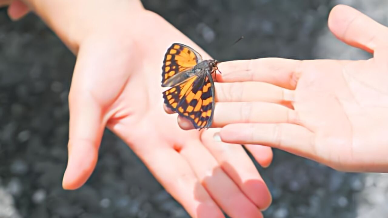 丈夫牺牲17年后一蝴蝶飞落妻子手心:想起了我们的点点滴滴