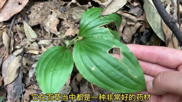 福建老板高价收购这种植物,76岁奶奶靠它一天收入600元,真羡慕